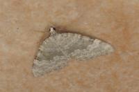Colostygia aqueata aqueata