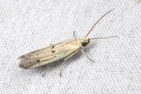 Homoeosoma inustellum