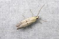 Homoeosoma inustellum