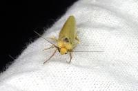 Indalia pygmaeola pallifrons
