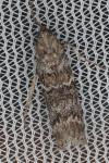 Dioryctria