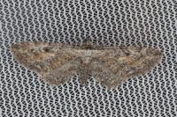 Eupithecia icterata