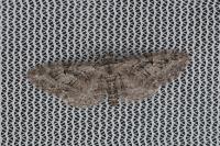 Eupithecia pusillata