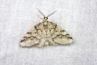 Tephronia lhommaria