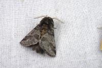 Thaumetopoea processionea