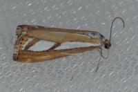 Catoptria