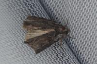 Bryophila raptricula