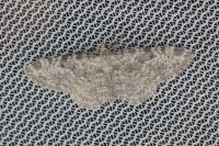 Eupithecia semigraphata