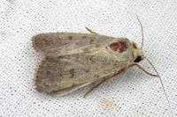 Caradrina aspersa