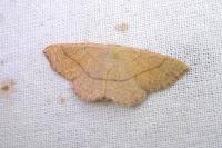 Cyclophora suppunctaria
