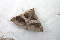 Dysgonia algira