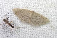 Idaea obsoletaria