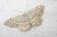 Scopula marginepunctata