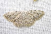 Scopula submutata roseonitens