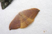 Watsonalla uncinula