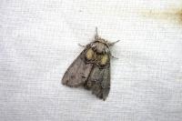 Drymonia velitaris