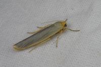 Eilema caniola