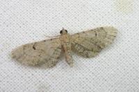 Eupithecia alliaria