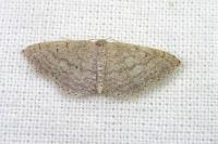 Idaea obsoletaria