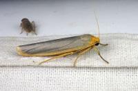 Manulea complana