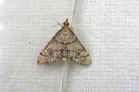 Metasia cuencalis bourgognei