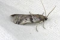 Pseudacrobasis tergestella