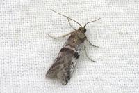 Pseudacrobasis tergestella