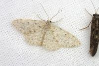 Scopula marginepunctata
