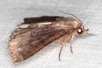 Anthracia ephialtes