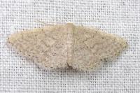 Idaea obsoletaria
