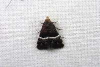 Pyrausta cingulata