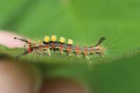 Orgyia antiqua