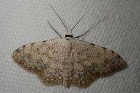 Scopula submutata roseonitens