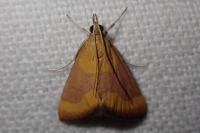 Pyrausta castalis