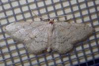 Idaea belemiata helianthemata
