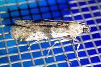 Ephestia welseriella