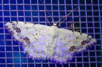 Scopula decorata