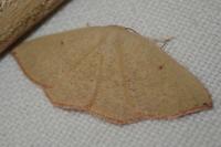 Cyclophora puppillaria