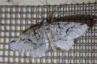 Tephronia lhommaria