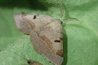 Itame vincularia