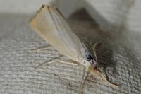 Xanthocrambus caducellus