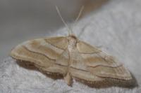 Idaea circuitaria