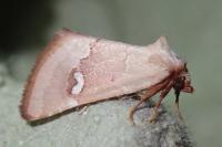 Haemerosia renalis