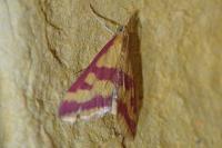 Pyrausta sanguinalis