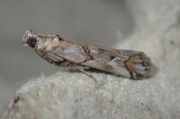 Pempelia palumbella
