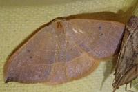 Watsonalla uncinula