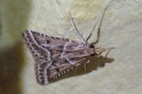 Stemmatophora borgialis