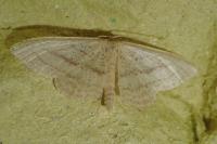 Idaea mediaria
