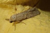 Spodoptera exigua