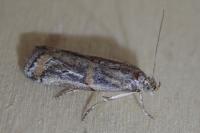 Asalebria florella